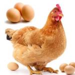 COUNTRY CHICKEN EGGS