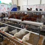 COUNTRY CHICKEN EGGS