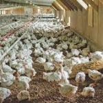 COUNTRY CHICKEN EGGS