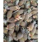 Fresh Farm Pineapple