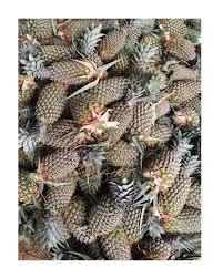 Fresh Farm Pineapple