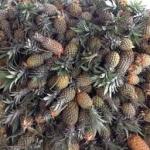 Fresh Farm Pineapple