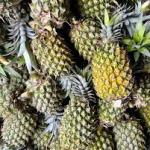 Fresh Farm Pineapple