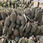Fresh Farm Pineapple