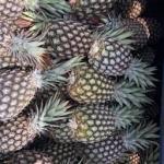 Fresh Farm Pineapple