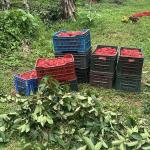 Rambutan
