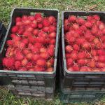 Rambutan