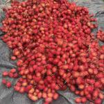 Rambutan