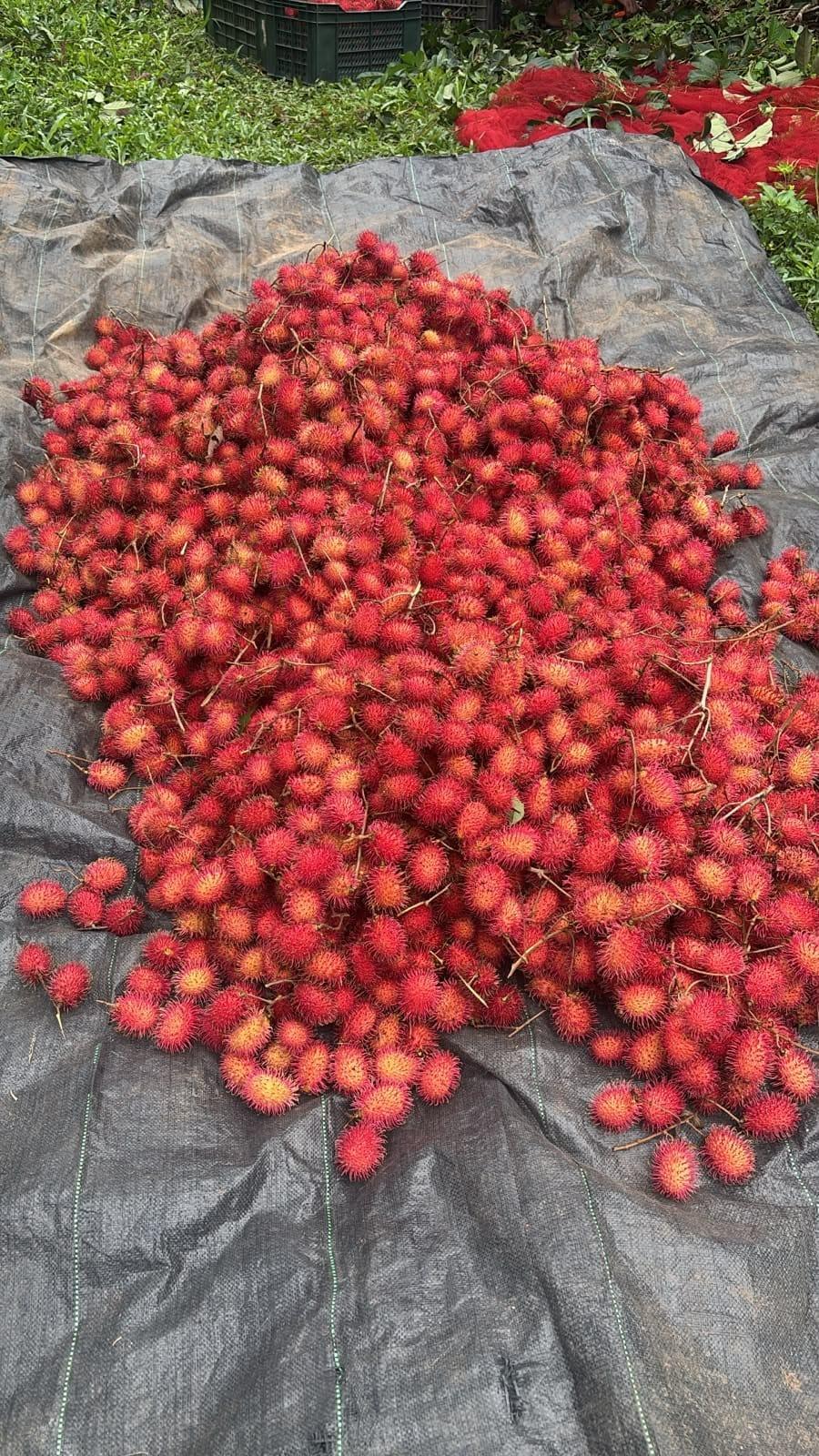 Rambutan