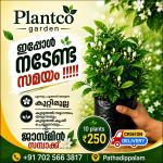 Jasmine Plant