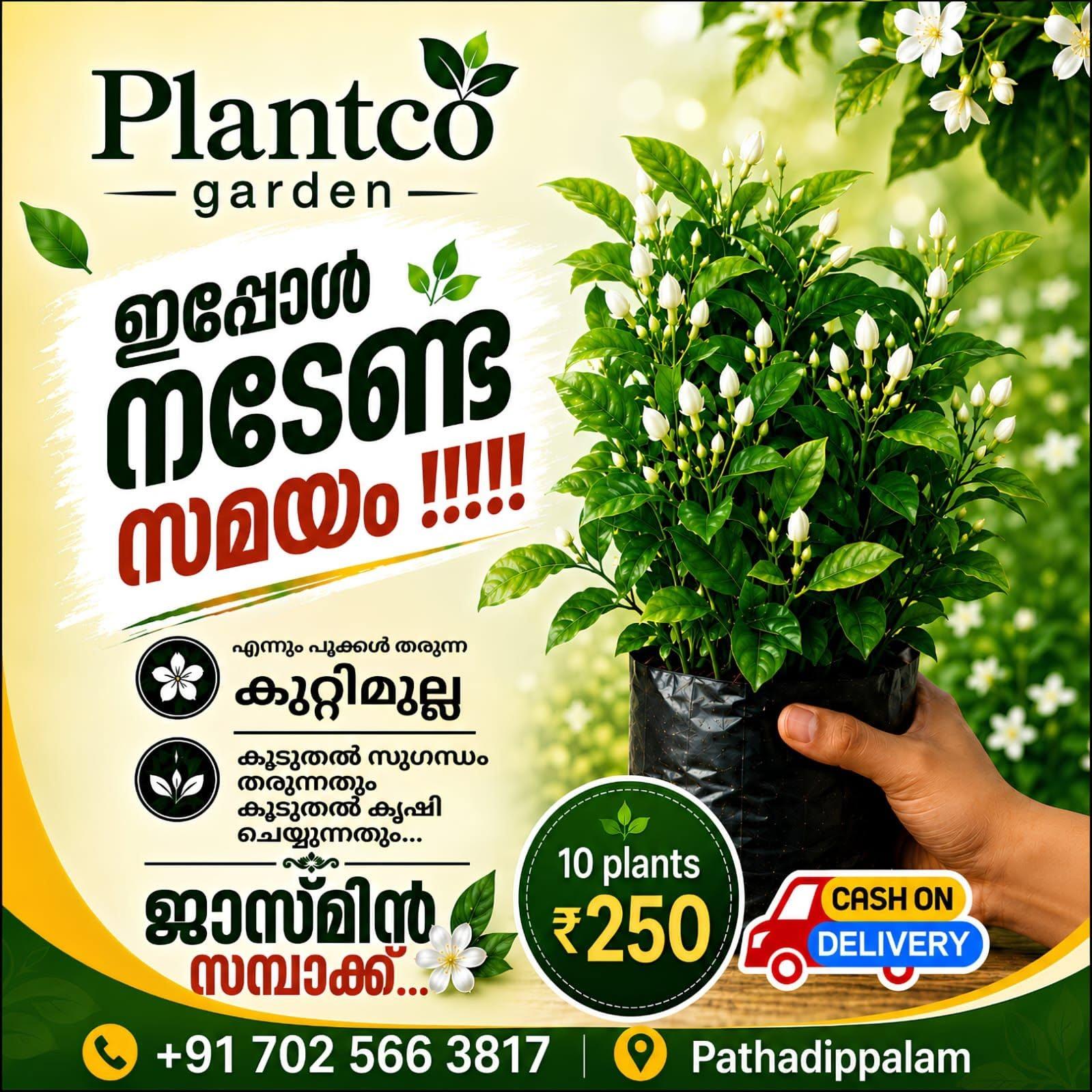 Jasmine Plant