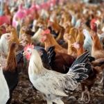 Sonali Chicks ( Month Old)