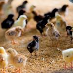 Sonali Chicks ( Month Old)