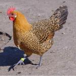 Sonali Chicks ( Month Old)
