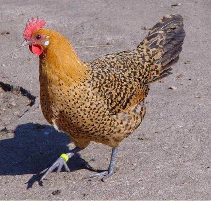 Sonali Chicks ( Month Old)