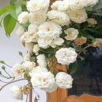 Climbing white rose