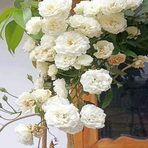 Climbing white rose