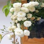 Climbing white rose