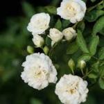 Climbing white rose
