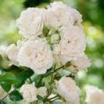 Climbing white rose
