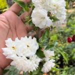 Climbing white rose