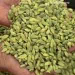 Roshana Premium Green Cardamom