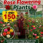 Rose Flowering Plant