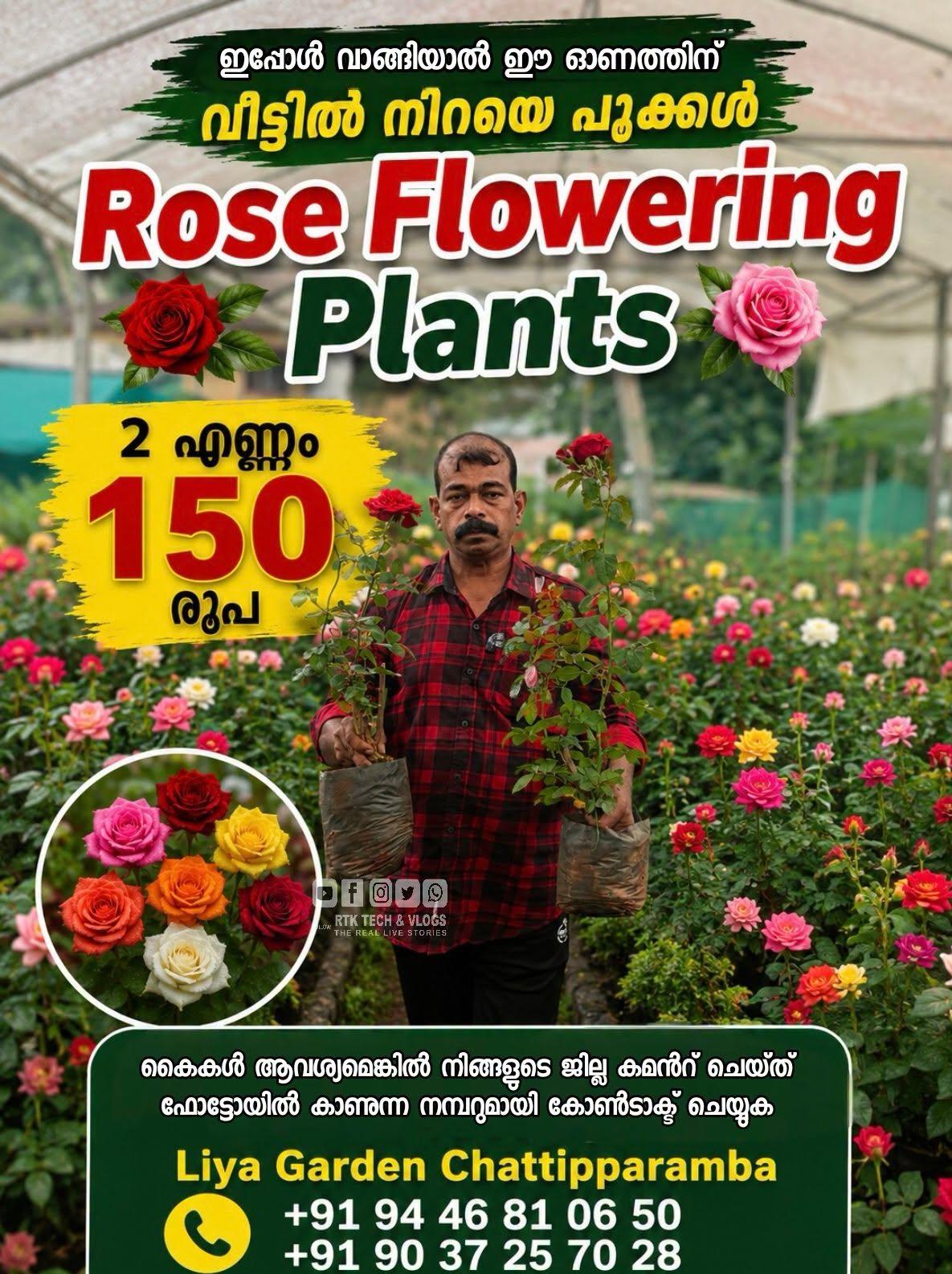 Rose Flowering Plant