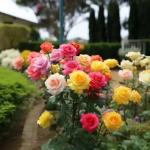 Rose Flowering Plant