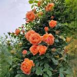Rose Flowering Plant