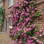 Rose Flowering Plant