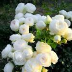 Rose Flowering Plant