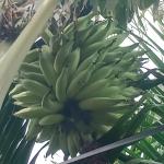 Premium Nendran Banana