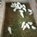 Rabbit