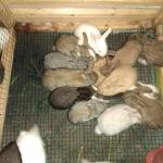 Rabbit
