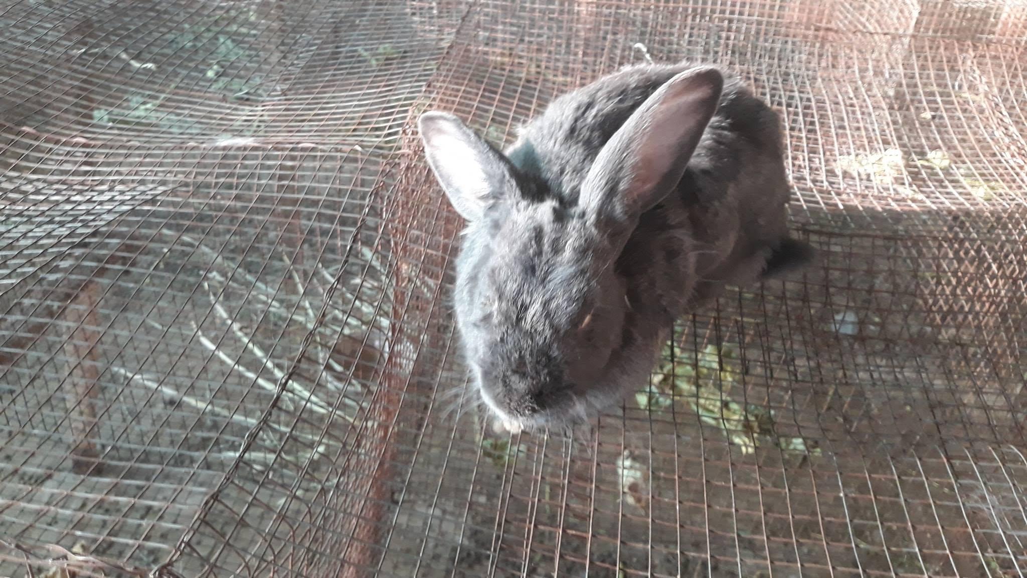 Rabbit