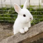 Rabbit
