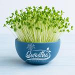 Alfalfa