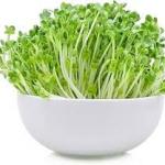 Alfalfa