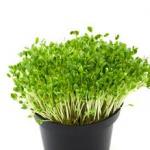 Alfalfa