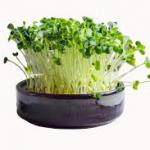 Alfalfa