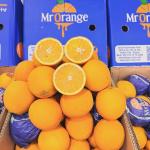 Premium Imported Fresh Oranges