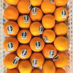 Premium Imported Fresh Oranges