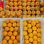 Premium Imported Fresh Oranges