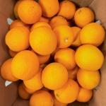Premium Imported Fresh Oranges