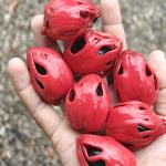Premium Fresh Nutmeg with Mace