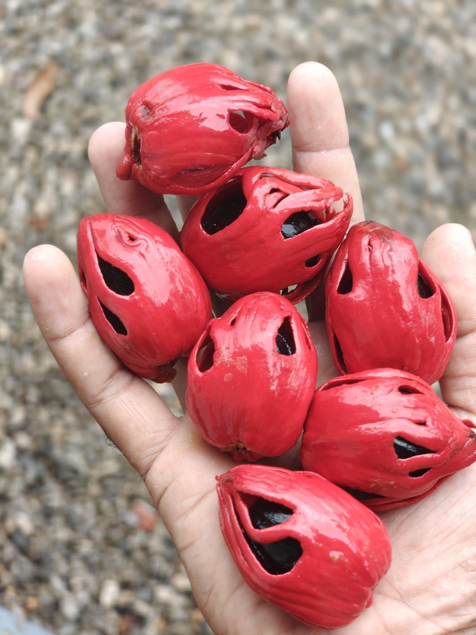 Premium Fresh Nutmeg with Mace
