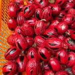 Premium Fresh Nutmeg with Mace