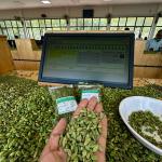 TJK SPICES Premium Green Cardamom