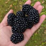 Thornless Blackberries